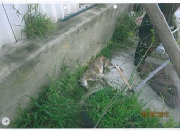 Greyhound lays emaciated in backyard