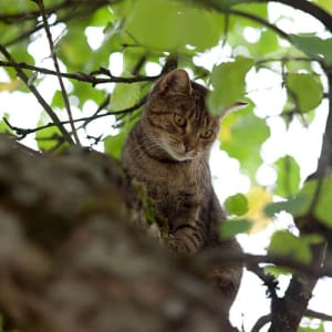 Tabby cat in tree