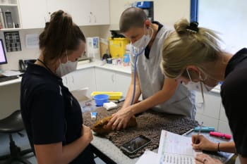 RSPCA vets checking a guinea pig in the clinic