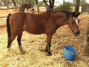 Robin, a gelding pony, has made a full recovery