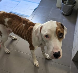 Starving dog Zuko in RSPCA WA's care.