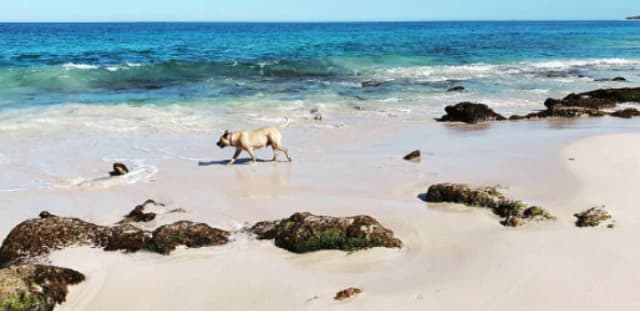 dog on Quinns Rocks beach