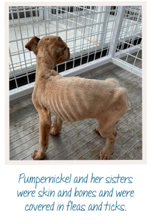 Pumpernickel and her sisters were skin and bones and were covered in fleas and ticks