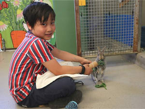 Child feeding rabbit at RSPCA School Holiday Program