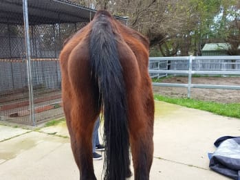 George, a gelding thoroughbred, was in very poor body condition with his hips and spine clearly visible