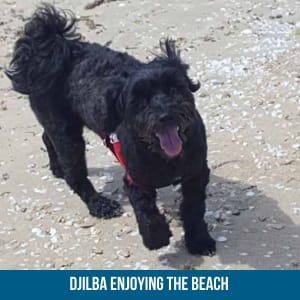 Jet or Djilba dog enjoying the beach