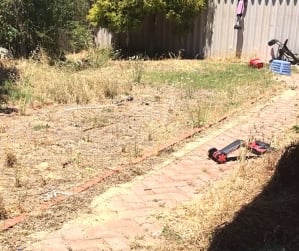 RSPCA rescued two puppies from this backyard