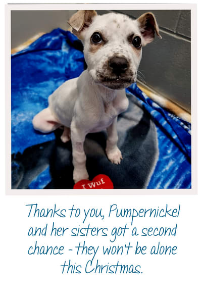 Thanks to you Pumpernickel and her sisters got a second chance - they wont be alone this Christmas
