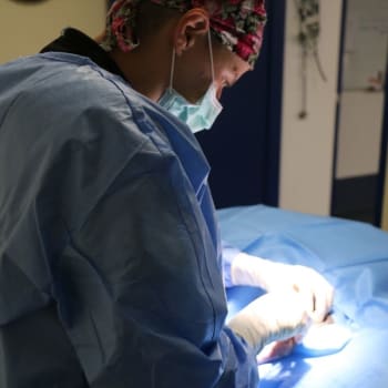 RSPCA vet surgeon removing Tux
