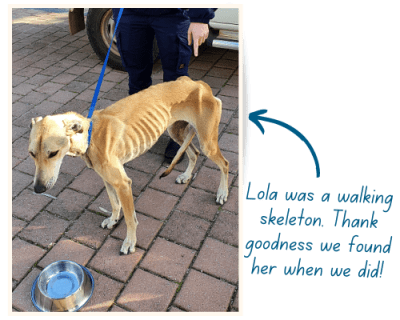 Lola was a walking skeleton. RSPCA WA rescued her just in time.