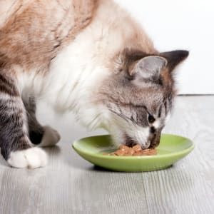 A cat eating wet food from a bowl.