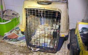 A cat being kept in a filthy cage