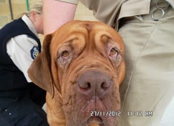 Jazz french mastiff with skin and eye condition