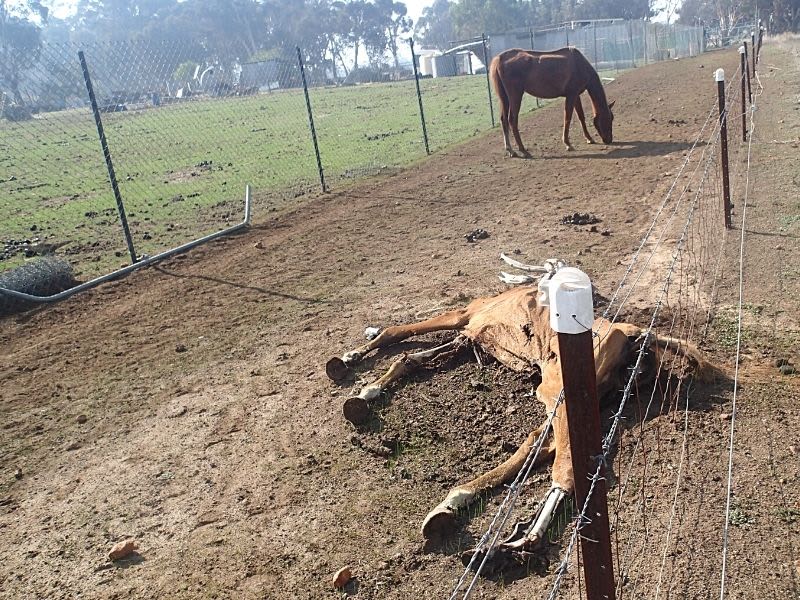 A skinny horse was found in the paddock near an already deceased horse