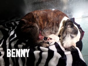 Benny was left with a bleeding, untreated growth