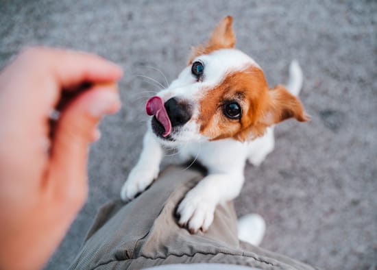 Dog taking treat from owner