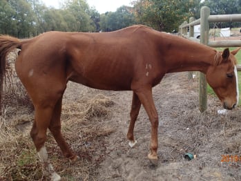 RSPCA WA Inspectors found mare Xanadu was skinny and had signs of dehydration when rescued