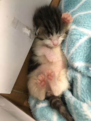 This tiny kitten was one of two dumped at the gates of the RSPCA WA Animal Care Centre