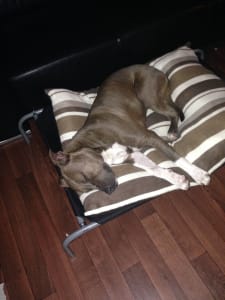 Bobbi, mixed breed dog sleeping on his dog bed