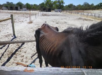 horse severely neglected in paddock 