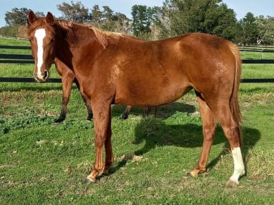 Remi the horse made a full recovery in foster care
