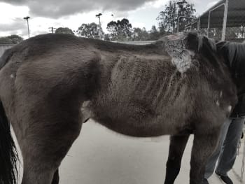 George, a gelding thoroughbred horse, had an open seeping wound on his neck.