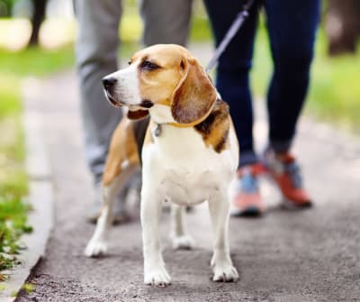 Beagle on a leash walking