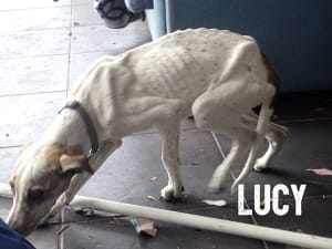 Lucy was left to starve