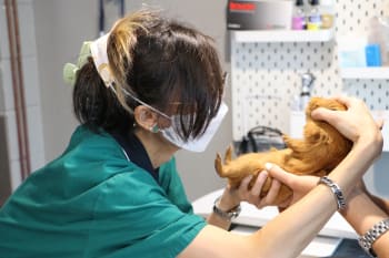 RSPCA vets check a male guinea pig.
