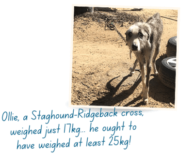 Ollie a large staghound-cross dog chained in a driveway