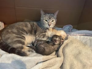 Rescue cat Gary and her three kittens in RSPCA foster care