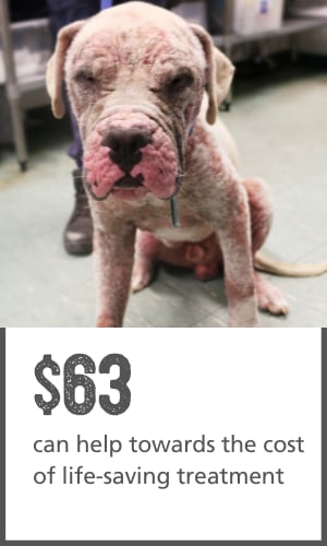 Donate $63 to help provide life-saving vet treatment