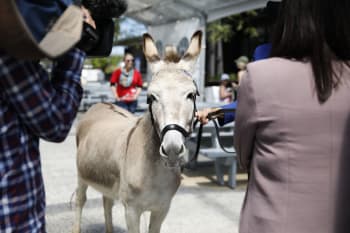 Animal Award winner Legacy the donkey. 