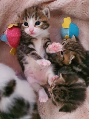 Three of Bella's five tiny kittens receiving round-the-clock foster care