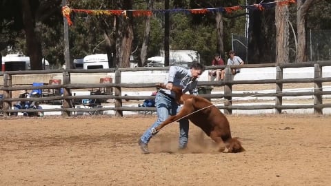 A calf is forced to ground during a roping event