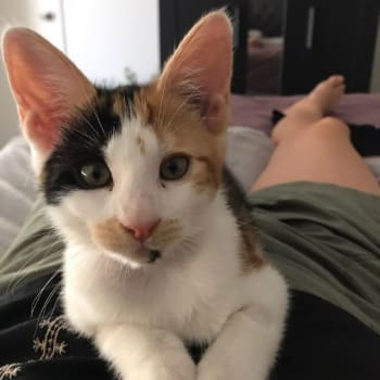 RSPCA rescue kitten Darla on her foster carer
