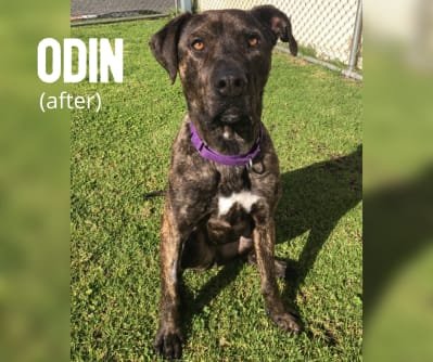Odin, a Bull Mastiff-cross, regained 13kg before finding a permanent, loving home.