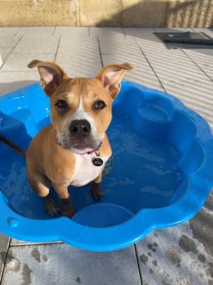 RSPCA rescue puppy keeping cool in a clam-shell paddling pool
