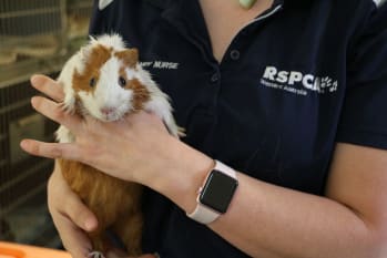 A brown and white guinea pig being held by an RSPCA animal attendant. 