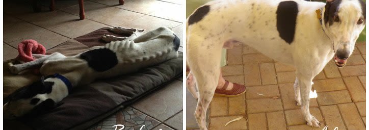 Greyhound Target severely emaciated 2014