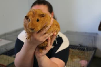 A brown guinea pig being held up to the camera