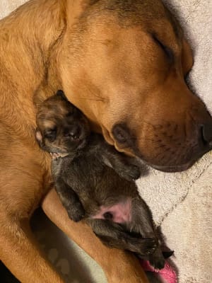 RSPCA rescue dog Busy snuggling with one of her puppies.