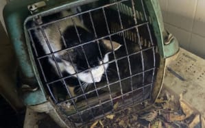Cats were being kept in filthy cages