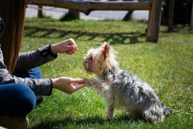 Dog offers paw to owner for a treat.