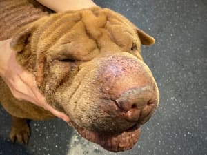 Jezzabelle the rescued Shar Pei has received treatment for entropian