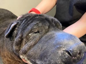 Licorice the rescued Shar Pei has had treatment for his eyes and ears