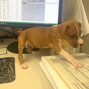 Puppy on desk at RSPCA WA office