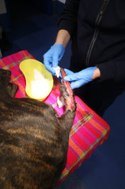 Bees tail is cleaned in the vet clinic at RSPCA