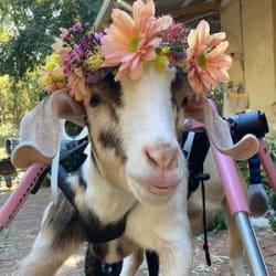 RSPCA WA Animal Award 2021 - Bronze Medal - Tofu the Goat