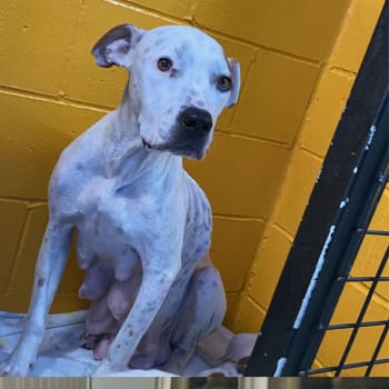 RSPCA rescue dog Hazelnut sitting in kennel.